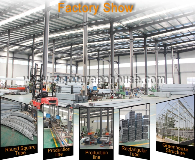 Side and Top Ventilation System for Factory Greenhouse