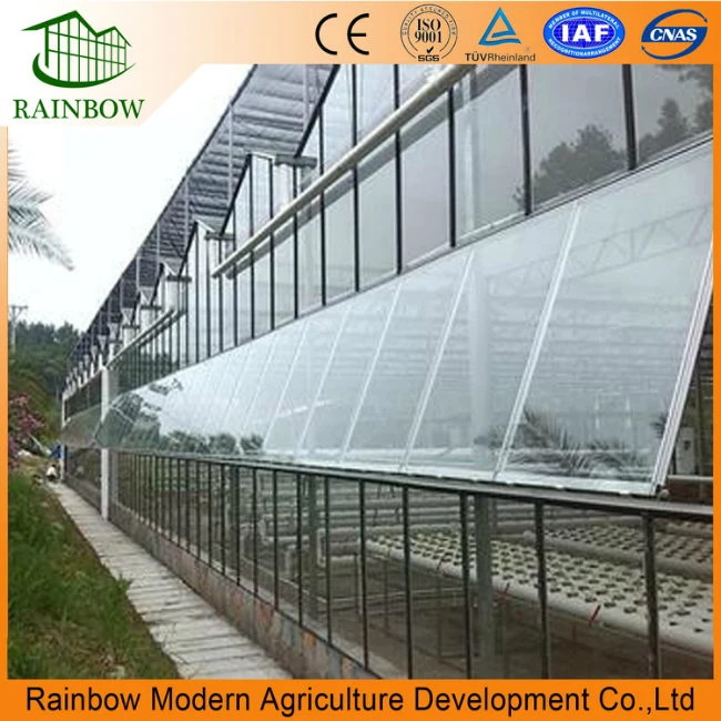 Side and Top Ventilation System for Factory Greenhouse
